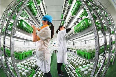 漫談｜各司其職完善產業鏈，讓農民種上放心田——水產養殖篇