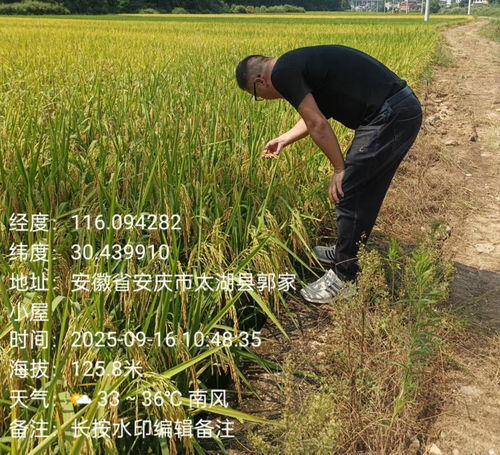 天華鎮植保行動 科技護航，糧食豐產之路