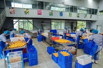 黃桃罐頭變“黃金” 隨縣小林鎮(zhèn)農產品種植的華麗轉身