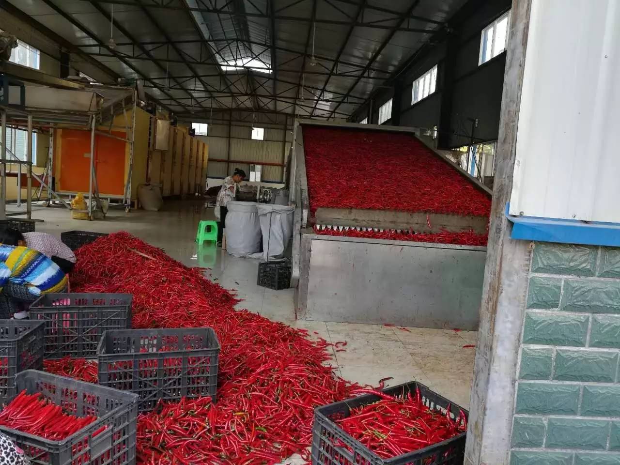 旺草“紅”了！水產養(yǎng)殖新路徑探秘
