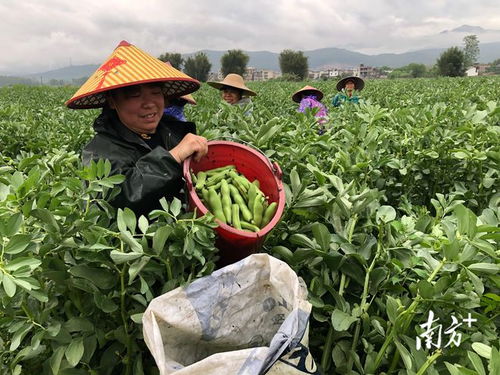 廣東始興 多措并舉穩(wěn)供保產(chǎn)，筑牢省級“菜籃子”基地縣根基