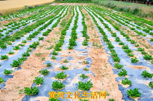 特色農(nóng)產(chǎn)品種植與水產(chǎn)養(yǎng)殖 雙輪驅(qū)動下的致富新路徑