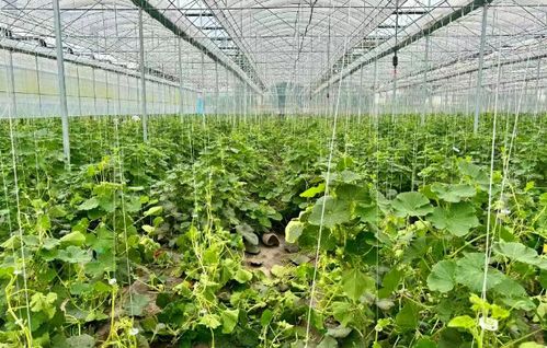 最美豐景丨沙灣產綠色貝貝南瓜即將上市 水產養殖雙豐收